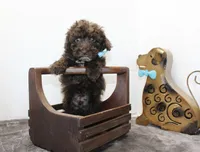 Poodandy, a male Poodle - Toy  for sale in Russellville, KY – Photo 1 of 4