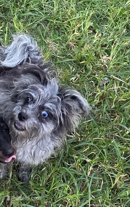 Beebee ,(blue eye) – Pomeranian, Poodle - Toy  puppy for sale in Russellville, KY