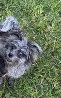 Beebee ,(blue eye), a female Pomeranian and Poodle - Toy  for sale in Russellville, KY – 3 of 5