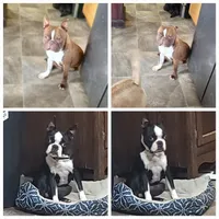 Bossy, a female Boston Terrier for sale in Russellville, KY – 5 of 5
