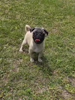 Pauley, a male Pug for sale in Russellville, KY – 1 of 4
