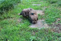 Peter Pan(chocolate merel), a male Cockapoo and Poodle - Toy  for sale in Russellville, KY – 8 of 8