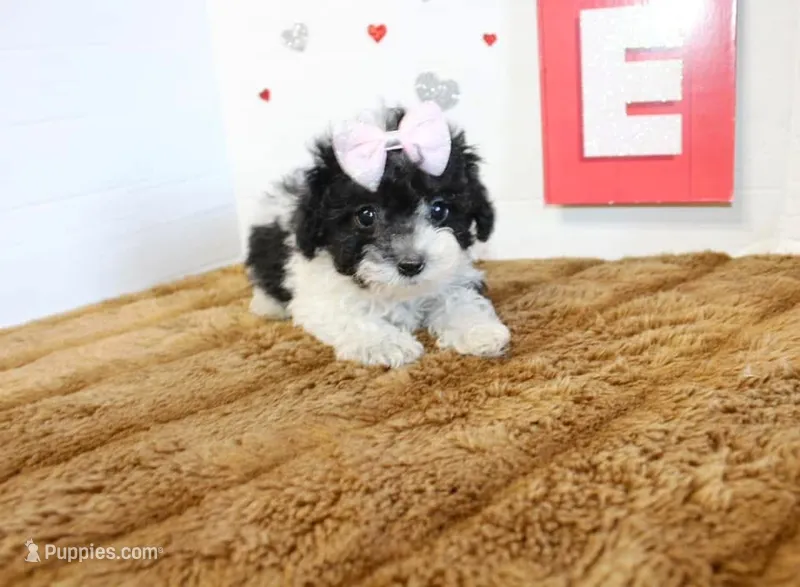 Feebee Toy size 4.5 lbs full  – Yorkipoo, Poodle - Toy  puppy for sale in Russellville, KY