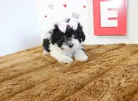 Feebee Toy size 4.5 lbs full , a female Yorkipoo and Poodle - Toy  for sale in Russellville, KY – 1 of 5