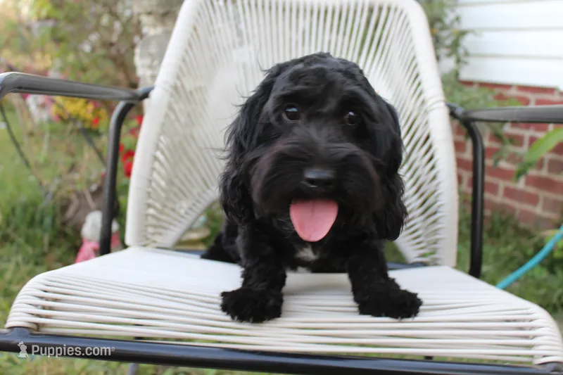 Onyx – Cocker Spaniel, Poodle - Toy  puppy for sale in Russellville, KY