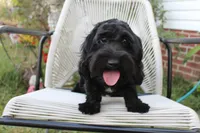 Onyx, a female Cockapoo and Cocker Spaniel for sale in Russellville, KY – 1 of 6