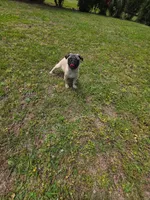 Pauley, a male Pug for sale in Russellville, KY – 2 of 4