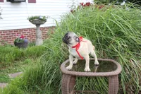 Puggy, a male Pug for sale in Russellville, KY – 9 of 9