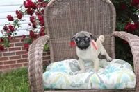 Puggy, a male Pug for sale in Russellville, KY – 5 of 9