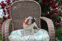 Puggy, a male Pug for sale in Russellville, KY – 2 of 9