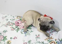 Hoss, a male Pug for sale in Russellville, KY – Photo 5 of 5