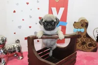 Hoss, a male Pug for sale in Russellville, KY – Photo 3 of 5