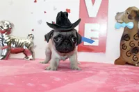 Hoss, a male Pug for sale in Russellville, KY – Photo 4 of 5