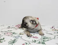 Hoss, a male Pug for sale in Russellville, KY – Photo 4 of 5