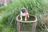 Puggy, a male Pug for sale in Russellville, KY – 8 of 9