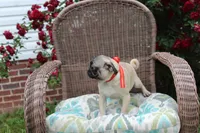 Puggy, a male Pug for sale in Russellville, KY – 6 of 9