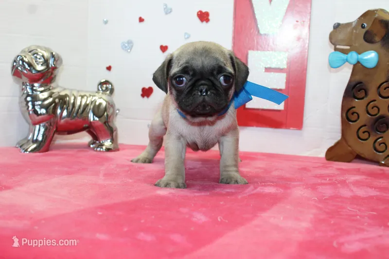 Hoss – Pug puppy for sale in Russellville, KY