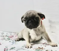 Hoss, a male Pug for sale in Russellville, KY – Photo 3 of 5