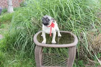 Puggy, a male Pug for sale in Russellville, KY – 7 of 9