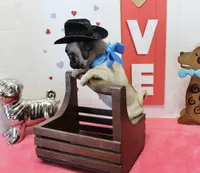 Hoss, a male Pug for sale in Russellville, KY – Photo 2 of 5