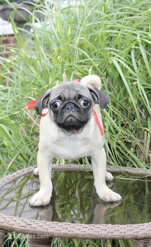Puggy – Pug puppy for sale in Russellville, KY