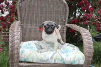 Puggy, a male Pug for sale in Russellville, KY – 3 of 9