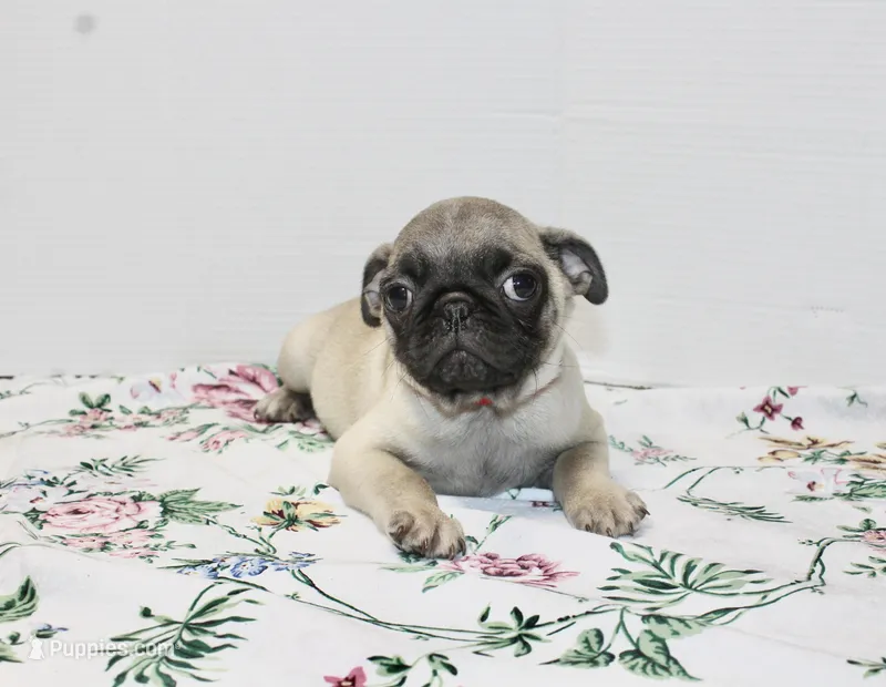 Hoss – Pug puppy for sale in Russellville, KY