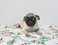 Hoss, a male Pug for sale in Russellville, KY – Photo 2 of 5