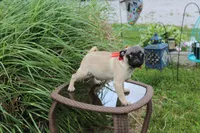 Puggy, a male Pug for sale in Russellville, KY – 4 of 9