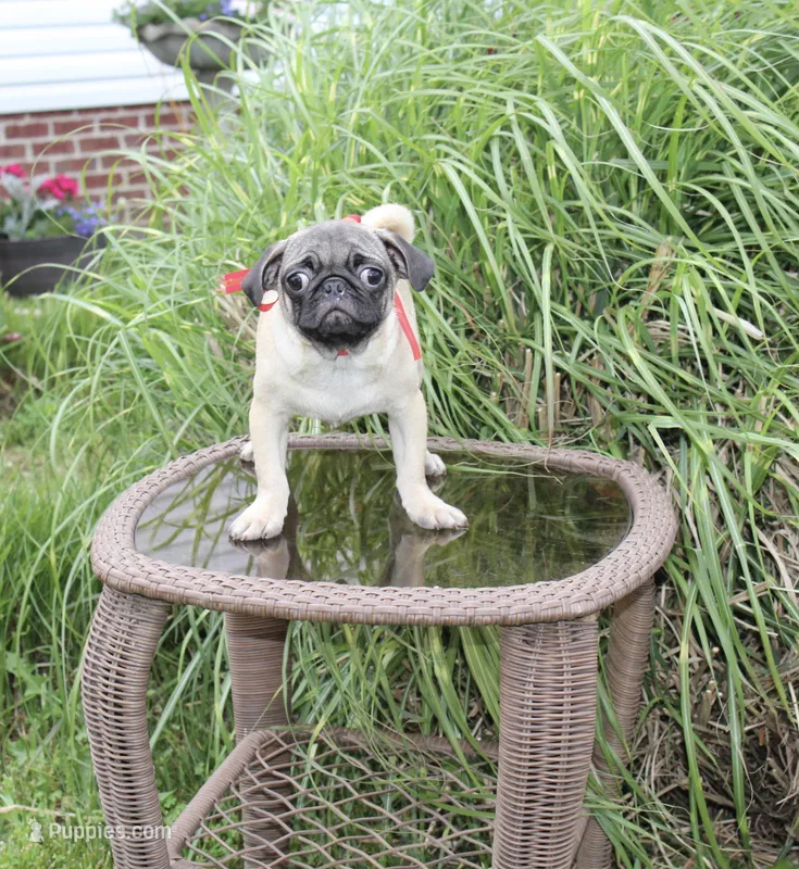 Puggy – Pug puppy for sale in Russellville, KY