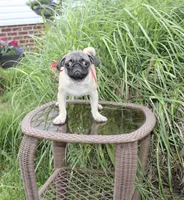 Puggy, a male Pug for sale in Russellville, KY – 1 of 9