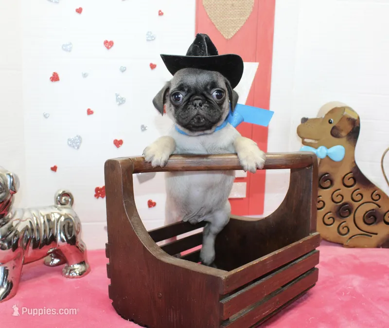 Hoss, a male Pug for sale in Russellville, KY – Photo 1 of 5