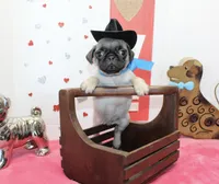 Hoss, a male Pug for sale in Russellville, KY – Photo 1 of 5