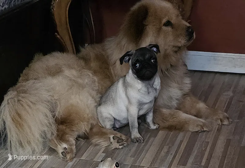 PEANUT small pug – Pug puppy for sale in Russellville, KY