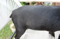 Bossy, a female Boston Terrier for sale in Russellville, KY – 3 of 8