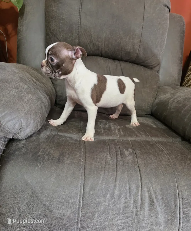Speckles – Boston Terrier puppy for sale in Russellville, KY
