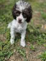 Tito, a male Poodle - Toy  for sale in Russellville, KY – 2 of 9