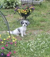  Gucci  (blue Merle parti), a male Maltipoo and Maltese for sale in Russellville, KY – 2 of 7