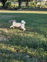 Buddy (blue Merle parti), a male Maltipoo and Maltese for sale in Russellville, KY – 7 of 10
