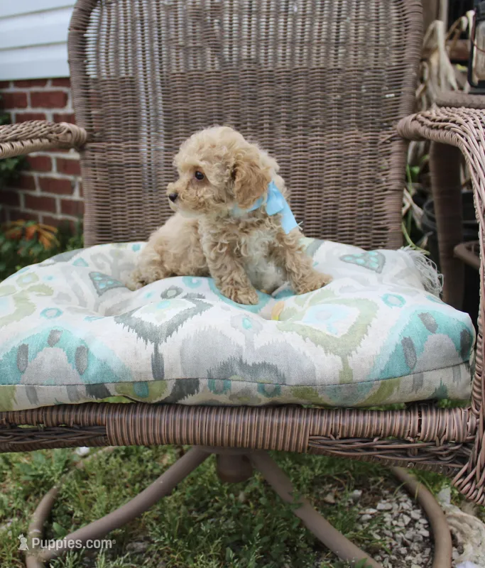 Lover boy – Poodle - Toy  puppy for sale in Russellville, KY