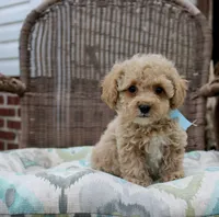 Lover boy, a male Poodle - Toy  for sale in Russellville, KY – Photo 2 of 7