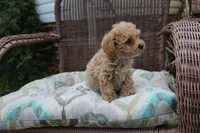 Lover boy, a male Poodle - Toy  for sale in Russellville, KY – Photo 6 of 7