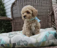 Lover boy, a male Poodle - Toy  for sale in Russellville, KY – Photo 4 of 7