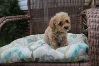 Lover boy, a male Poodle - Toy  for sale in Russellville, KY – Photo 7 of 7