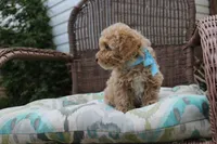 Lover boy, a male Poodle - Toy  for sale in Russellville, KY – Photo 5 of 7