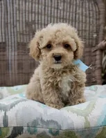 Lover boy, a male Poodle - Toy  for sale in Russellville, KY – Photo 1 of 7