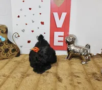 Onyx, a male Shihpoo and Shih Tzu for sale in Russellville, KY – 7 of 7