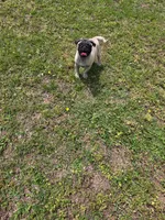 Petey, a male Pug for sale in Russellville, KY – 2 of 5
