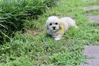 Princess fluff, a female Cockapoo and Poodle - Toy  for sale in Russellville, KY – 6 of 8