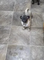 Peanut, a female Pug for sale in Russellville, KY – 9 of 10